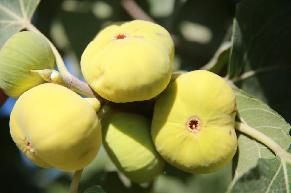 p>无花果(学名: i>ficus carica  /i>linn.)是桑科,榕属植物.