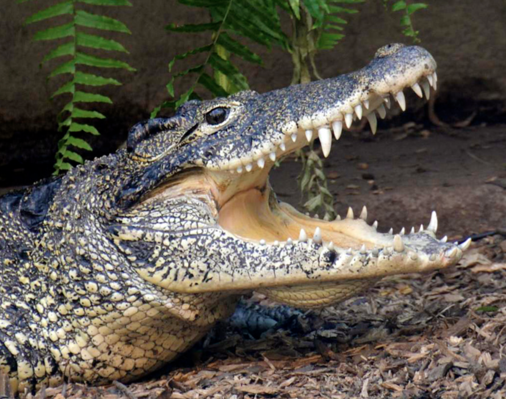 crocodylus rhombifer