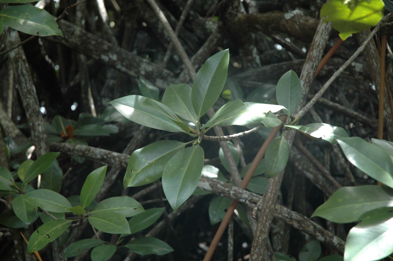 是红树科,红树属植物.