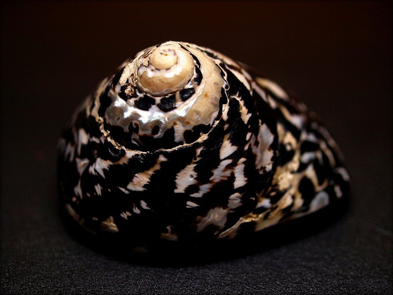 加勒比海塔格螺