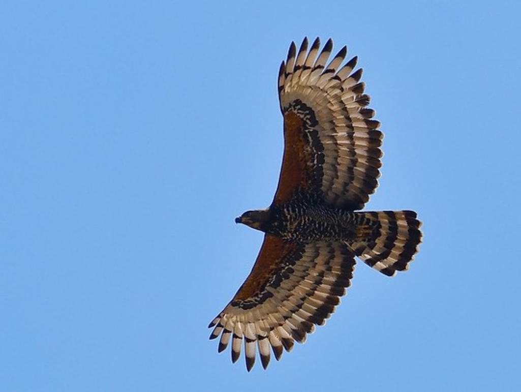  p>冠鹰雕(学名: i>stephanoaetus coronatus /i>):是鹰科,冠鹰雕属的