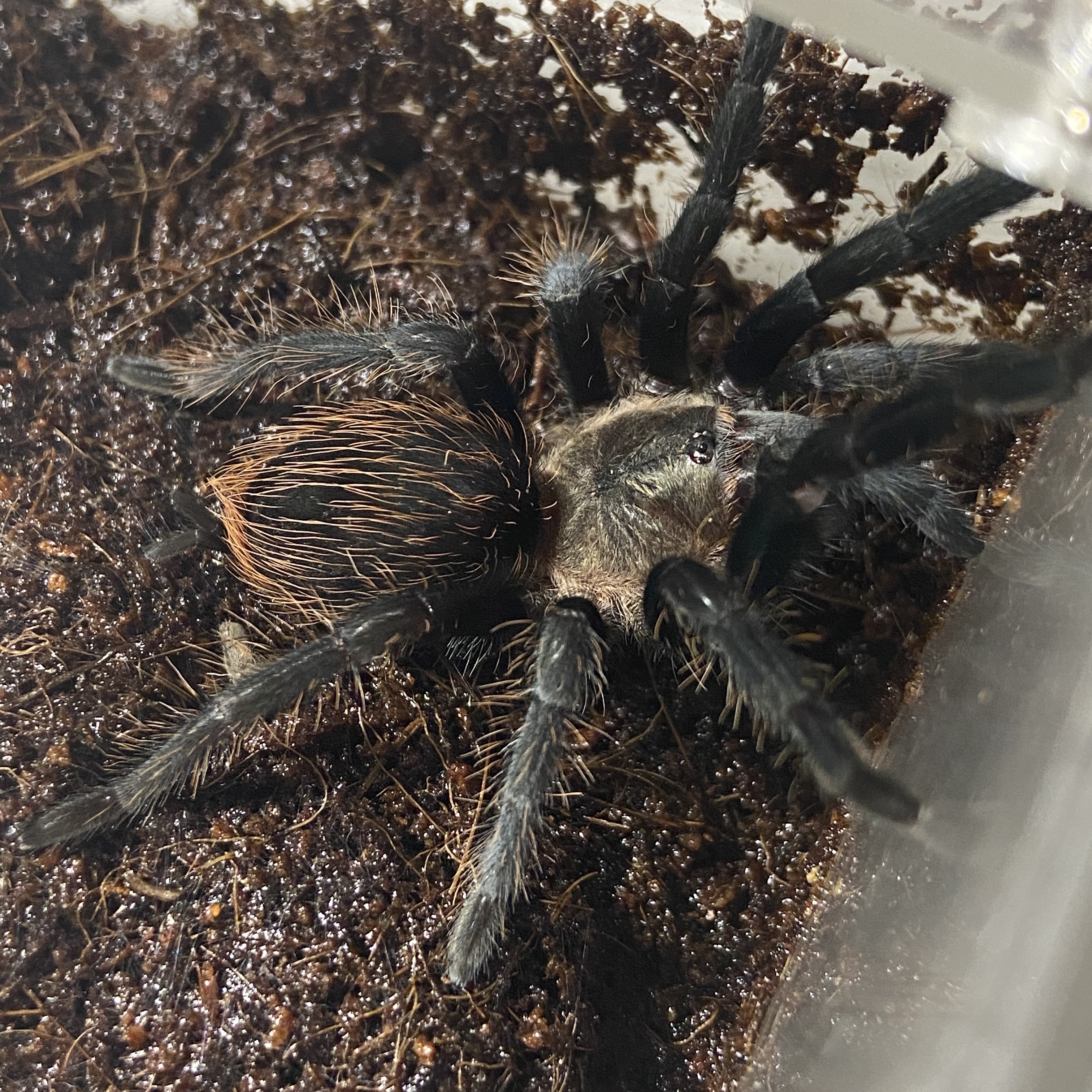  p>墨西哥灰捕鸟蛛(学名:aphonopelma pallidum),俗称墨西哥灰玫瑰,是