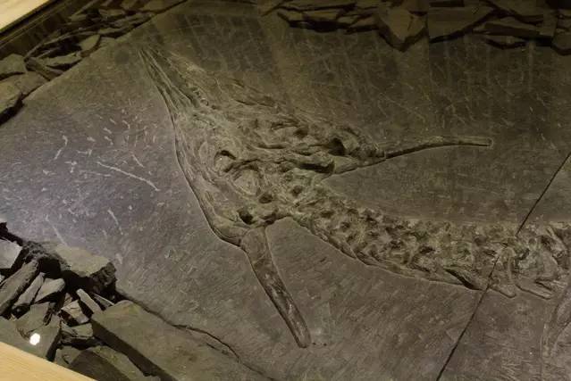 data-lemmaid="15397481">贵州省安顺市 /a>兴伟古生物化石博物馆展出