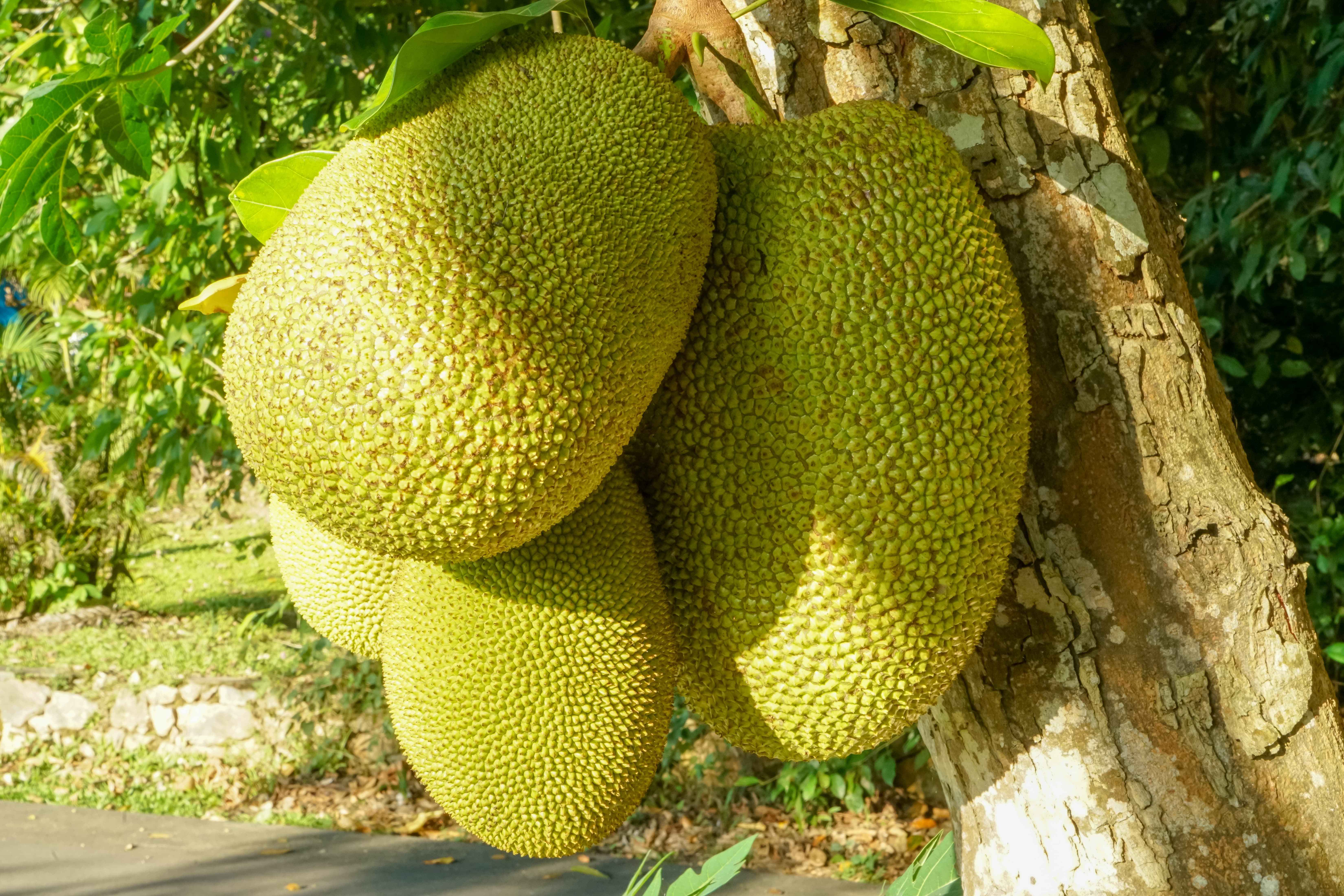 是桑科波罗蜜属 a target="_blank" href="/item/常绿乔木/5202575"