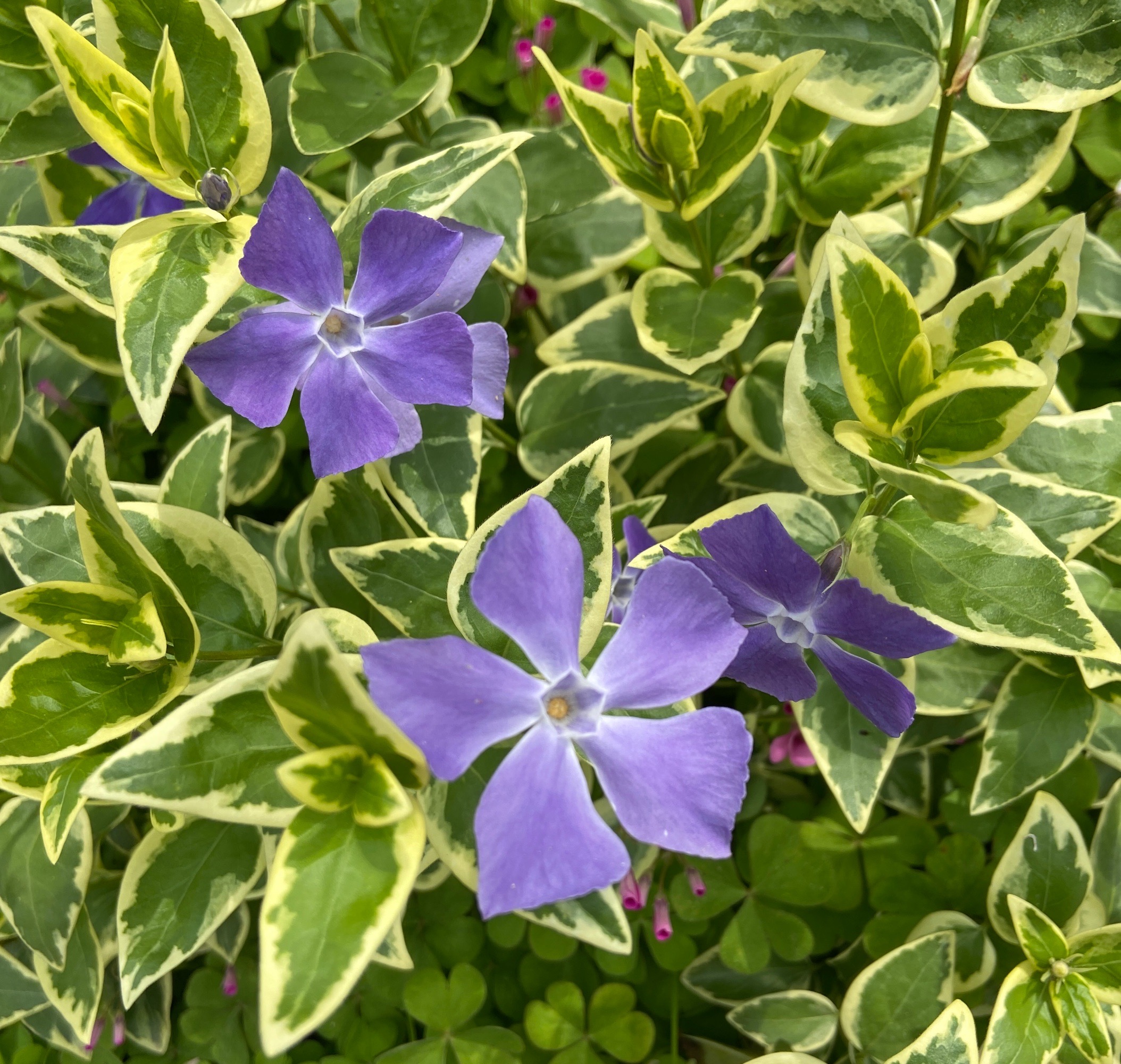  p data-id="gnyxxketu8">花叶蔓长春花(学名: i>vinca major 