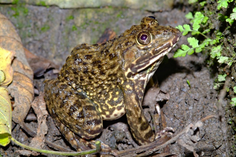  p>虎纹蛙(学名: i>hoplobatrachus rugulosus /i>)是叉舌蛙科,虎纹蛙