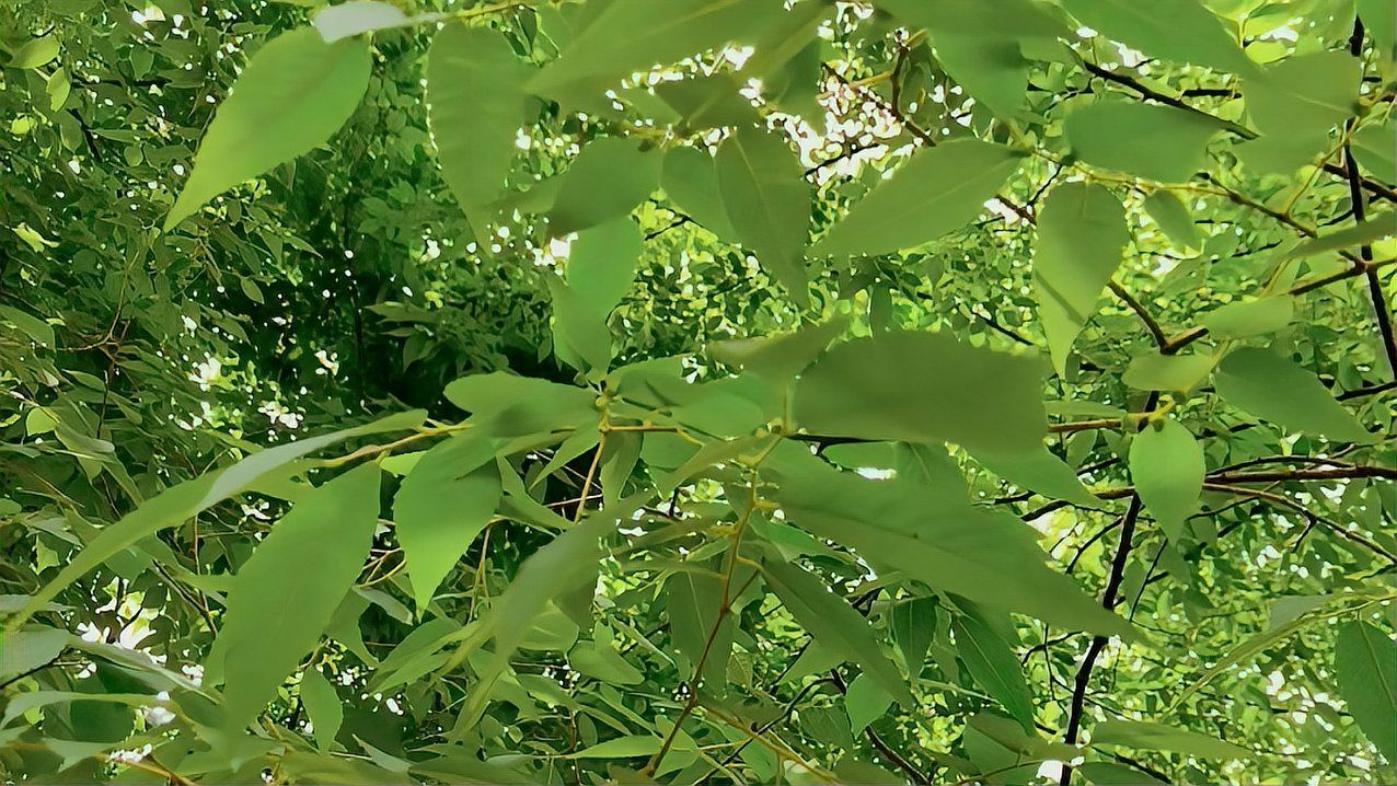 榉树（榆科榉属植物）_百度百科