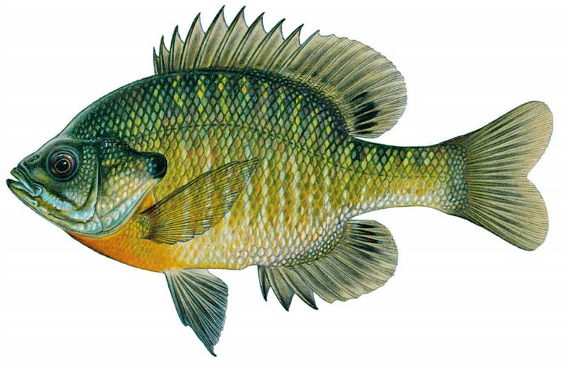  p>蓝鳃太阳鱼(学名: i>lepomis macrochirus /i>)是太阳鱼科,太阳鱼