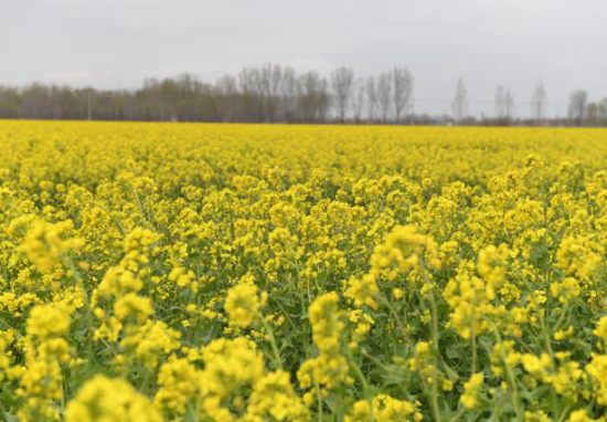  p>欧洲油菜 (学名: i>brassica napus /i> l.