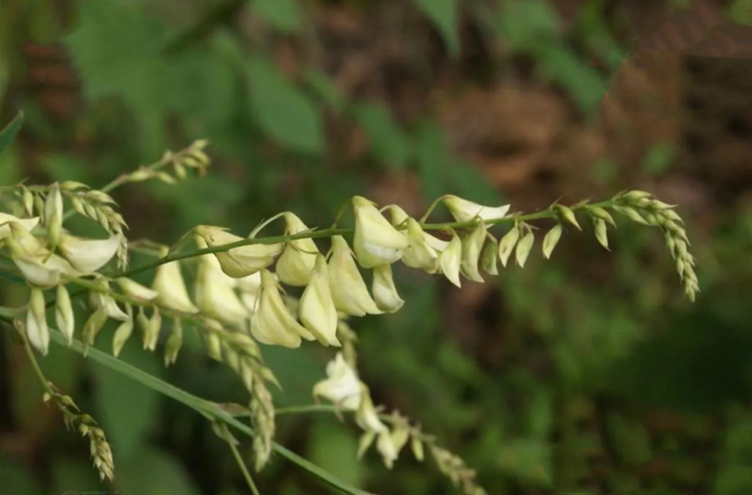  p>三棱枝是植物名称,产四川,贵州,云南,广西.