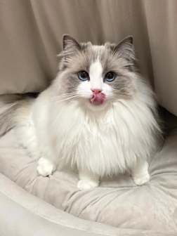 布偶猫图片