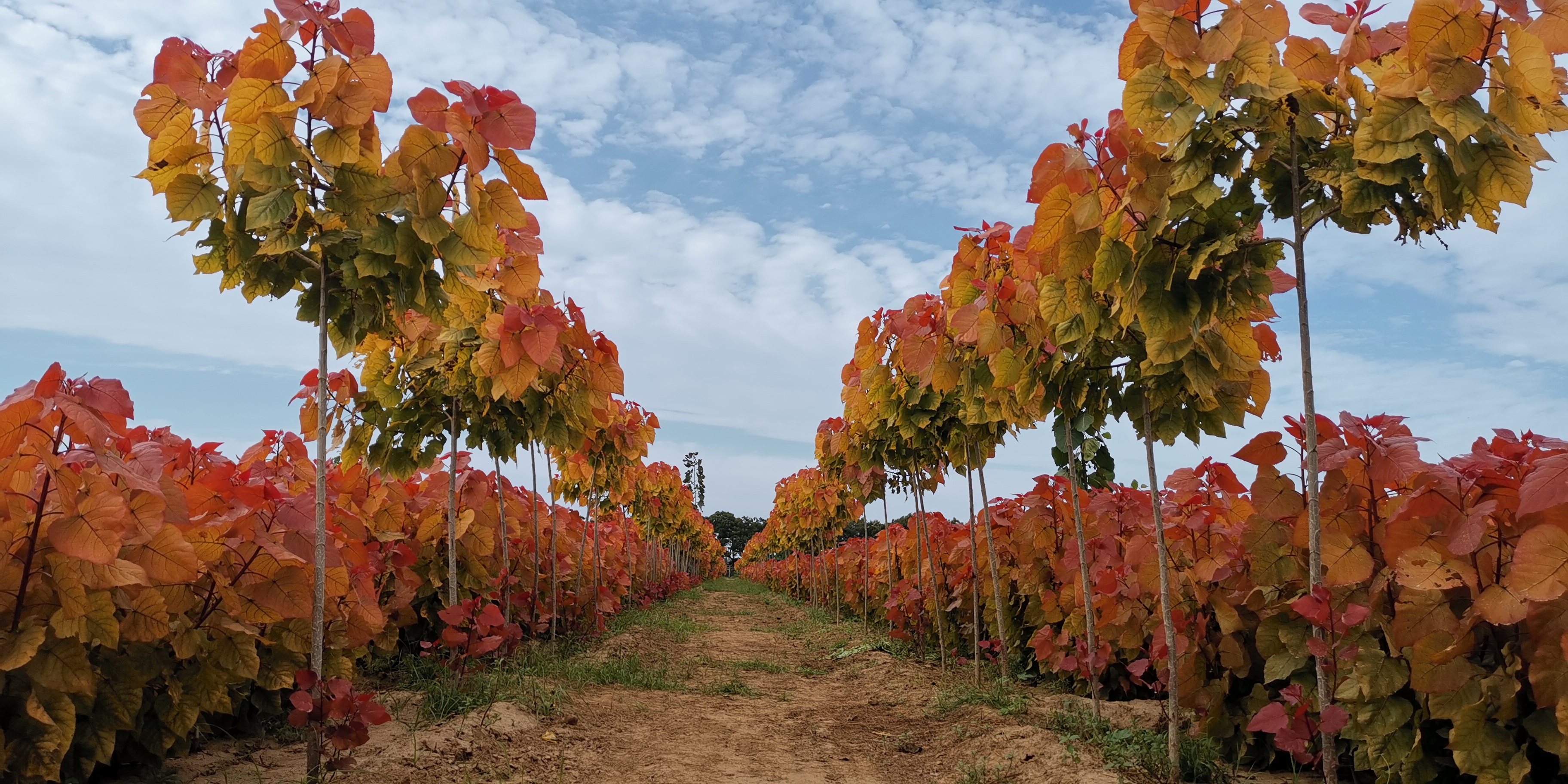  p>彩叶杨是彩化杨树的统称,市场上有第一代的 a target="_blank"