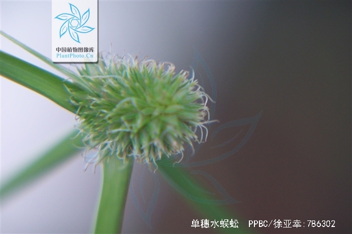 一箭球