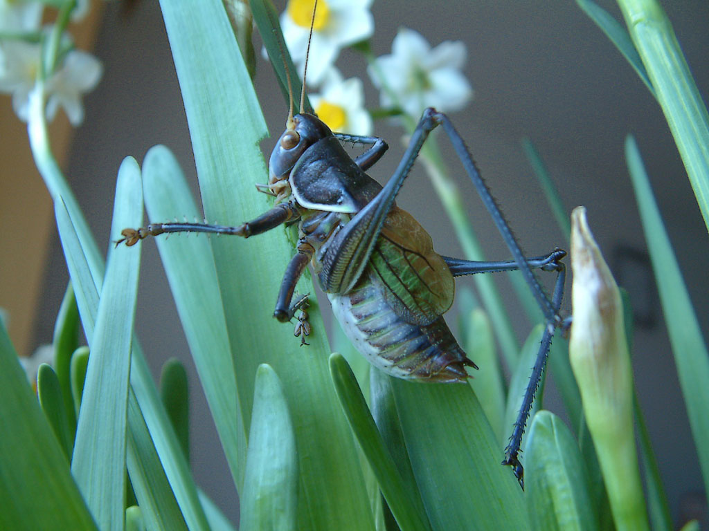 中国药用动物志