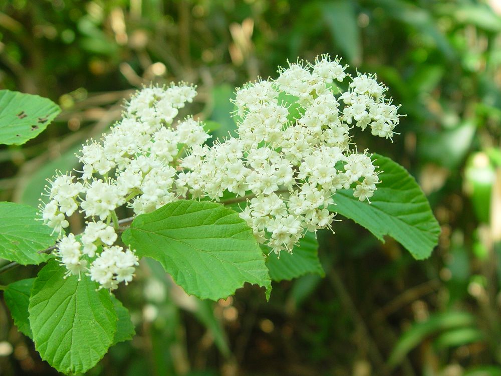  p>横脉荚蒾(学名:viburnum trabeculosum c. y.