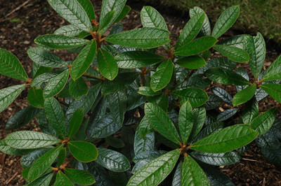  p>皱皮杜鹃(学名: i>rhododendron wiltonii /i> hemsl. et wils.