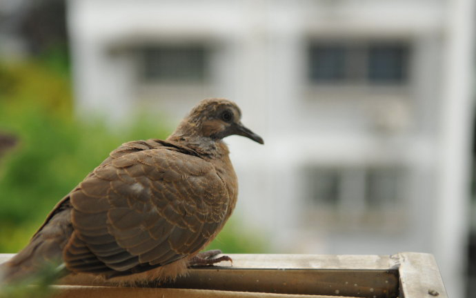  p>白翅斑鸠,streptopelia reichenowi (erlanger, 1901), a href="#"