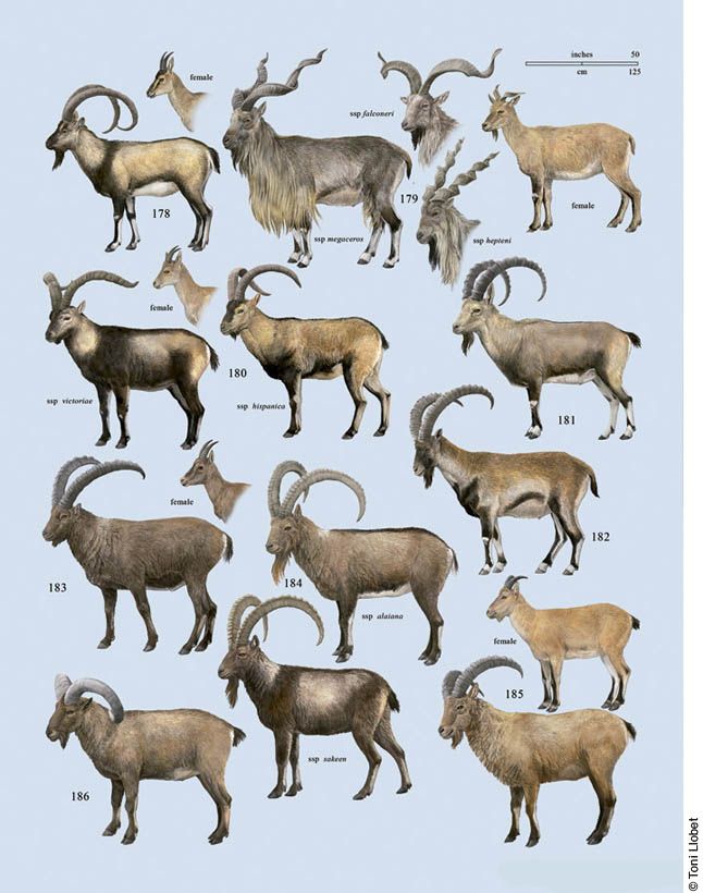  p>牛科( i>bovidae /i>)又叫洞角科,该科动物的角中空,不分叉,固定不