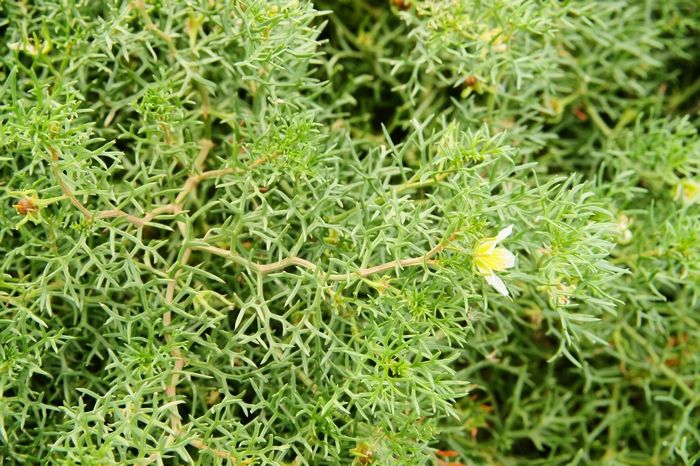  p>多裂骆驼蓬(学名: i>peganum multisectum /i> (maxim.) bobr.