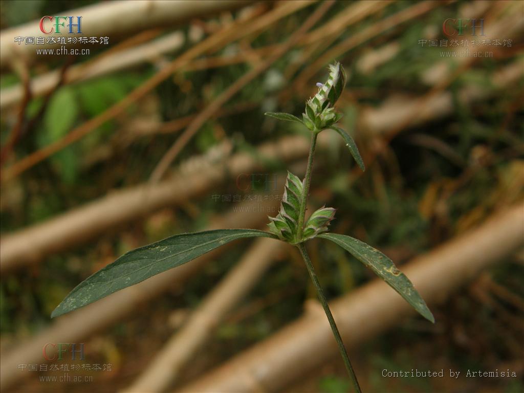  p> b>屏边孩儿草 /b>(学名: i>rungia pinpienensis /i>)为爵床科 a