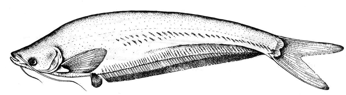 分布于 a>泰国 /a>曼谷及湄南河及湄公河以及云南澜沧江下流的景洪等.