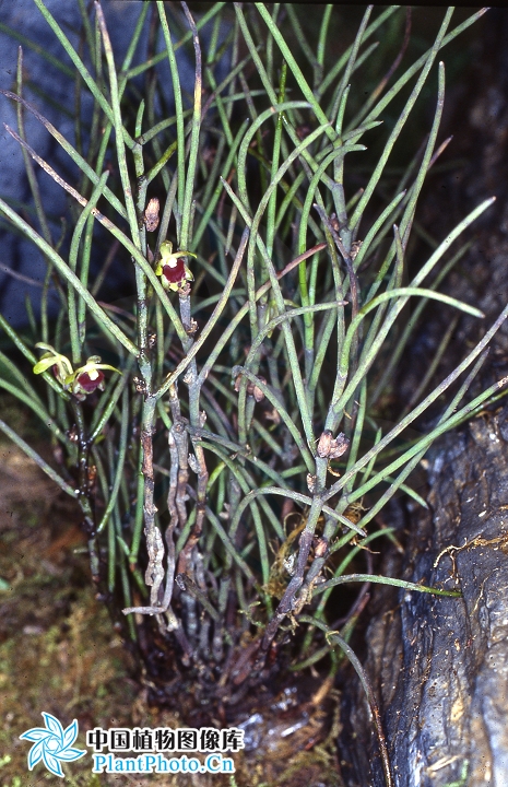  p> b>纤叶钗子股 /b>(学名: b> i>luisia hancockii /i> /b>),为兰科
