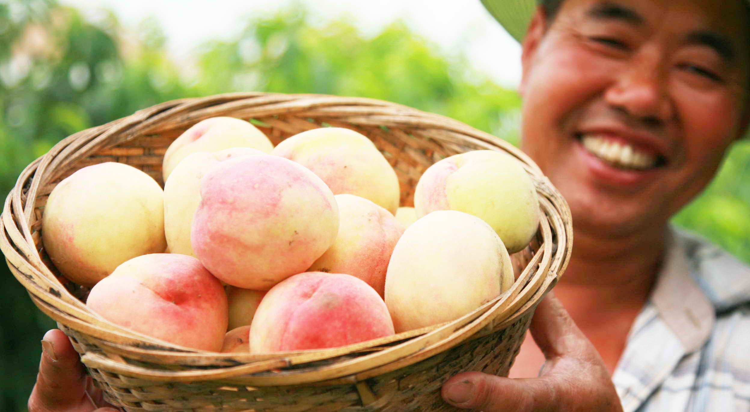  p data-id="gnfht9eedm">南汇水蜜桃,上海市 a target="_blank" href