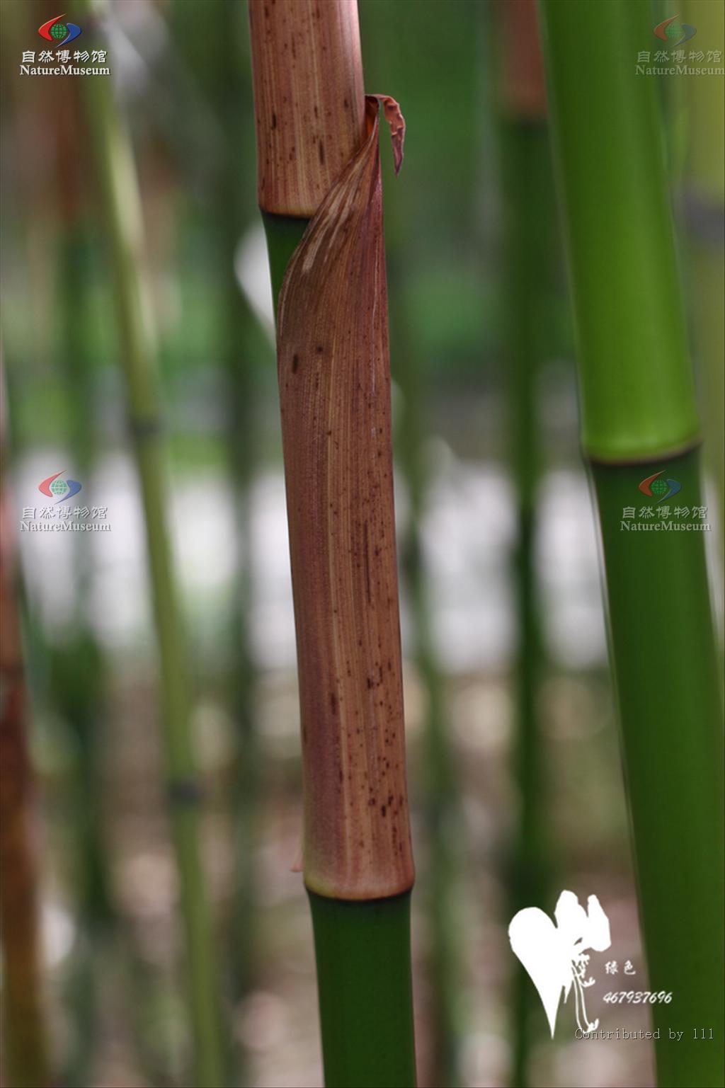  p>刚竹属(学名:phyllostachys)是禾本科 a target="_blank" href="
