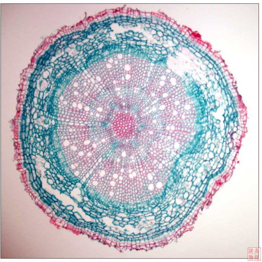  p>周皮是取代表皮的次生保护组织,存在于加粗生长的根和茎的表面,是