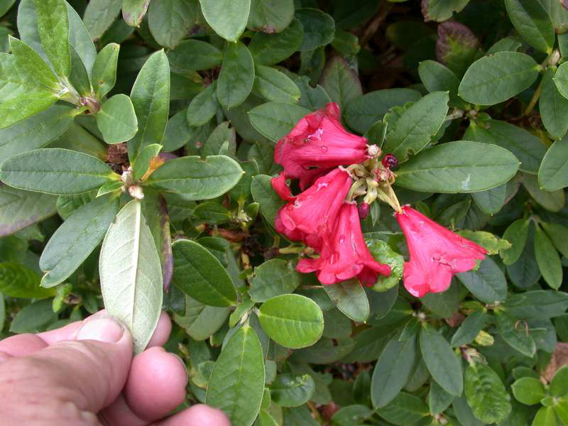 血红杜鹃(原变种)