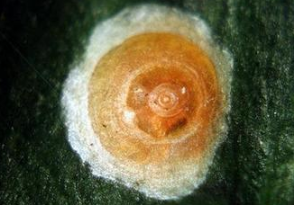  p>肾圆盾蚧, i>aonidiella aurantii  /i>(maskell),别名红圆蚧, a