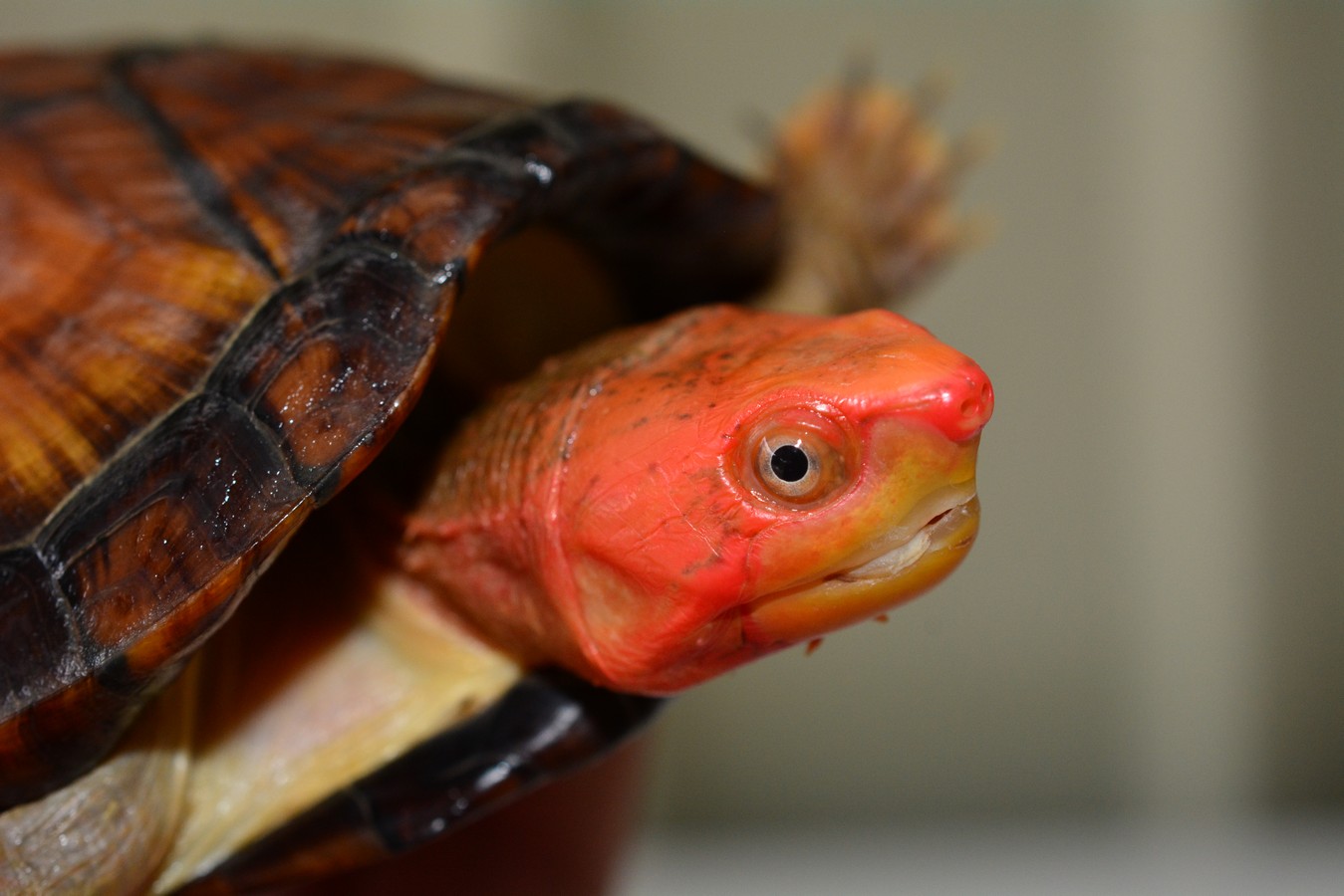 红面蛋龟(kinosternon scorpioides cruentatum),又称红面泥龟