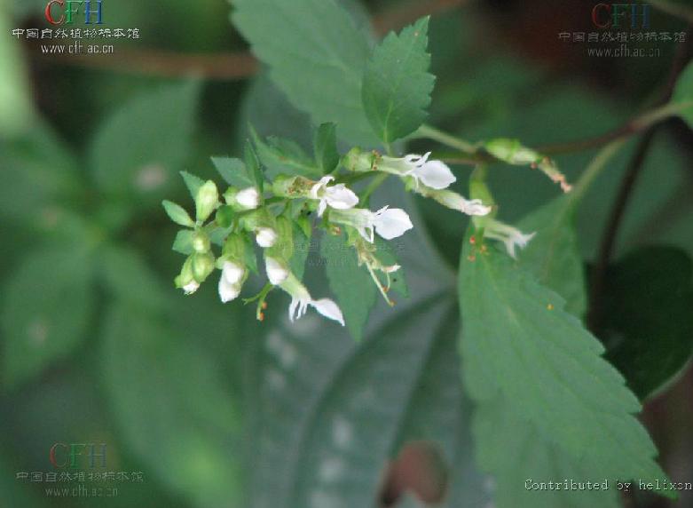  p>掌叶石蚕属(学名:rubiteucris kudo)直立草本.