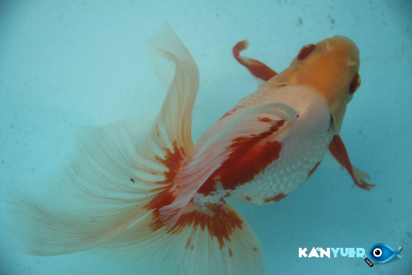 琉金鱼