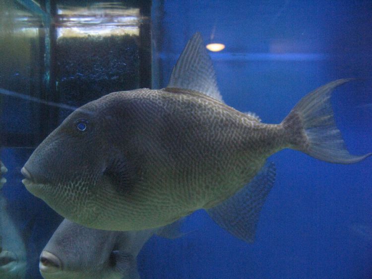  p>灰鳞鲀(学名: i>balistes capriscus /i>)是鳞鲀科,扳机鱼属鱼类.