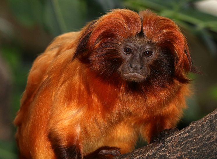  p>金狮面狨(学名: i>leontopithecus rosalia /i>):也叫 a href="#"