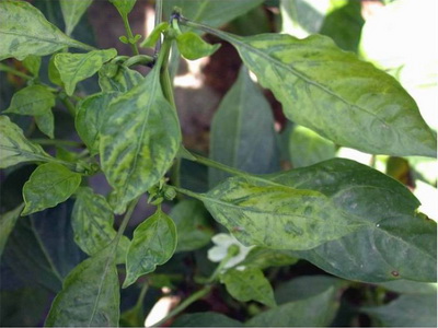  p>辣椒枯顶病毒病感染后会造成整株矮缩,黄化蕨叶,不结实或果实小且