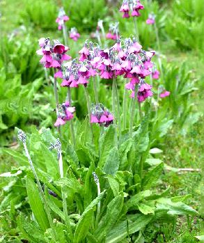 primula secundiflora franch.