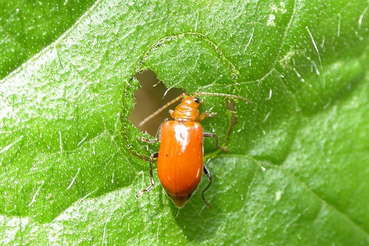  p>黄守瓜属鞘翅目叶甲科害虫,食性广泛,成虫,幼虫都能 a target="