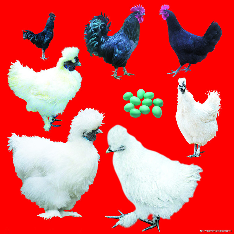  p data-id="tiwmhmumfqvs">乌鸡是鸡形目雉科原鸡属鸟类,又名泰和鸡