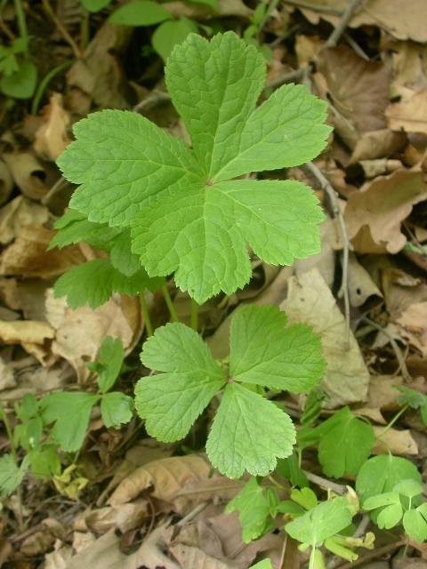  p>台湾变豆菜, a target="_blank" href="/item/多年生/207889" data