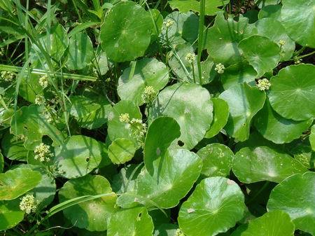 水生植物 在水中生长的植物 百度百科