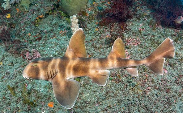  p>宽纹虎鲨(学名: i>heterodontus japonicus /i>)是虎鲨科,虎鲨属中