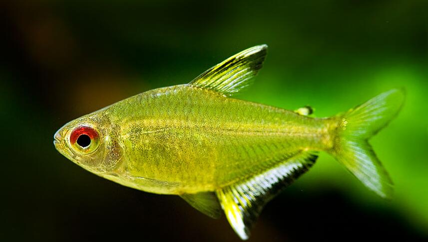  p>柠檬灯鱼,学名为丽鳍望脂鲤 (hyphessobrycon pulchripinnis),又称