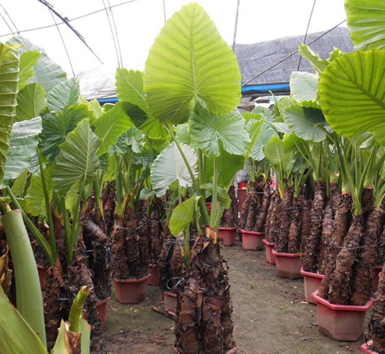 colocasia formosana hayata