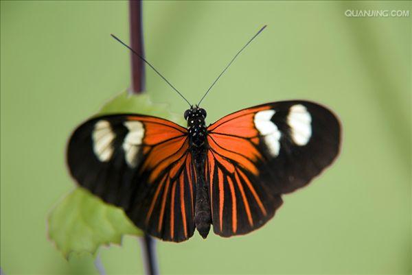  p>红带袖蝶 i>(学名:heliconius melpomene) /i>,又名红色邮差蝴蝶