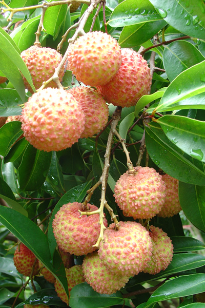 p>桂味荔枝是一个荔枝品种,简称为桂味,属于无患子科荔枝属植物. /p>
