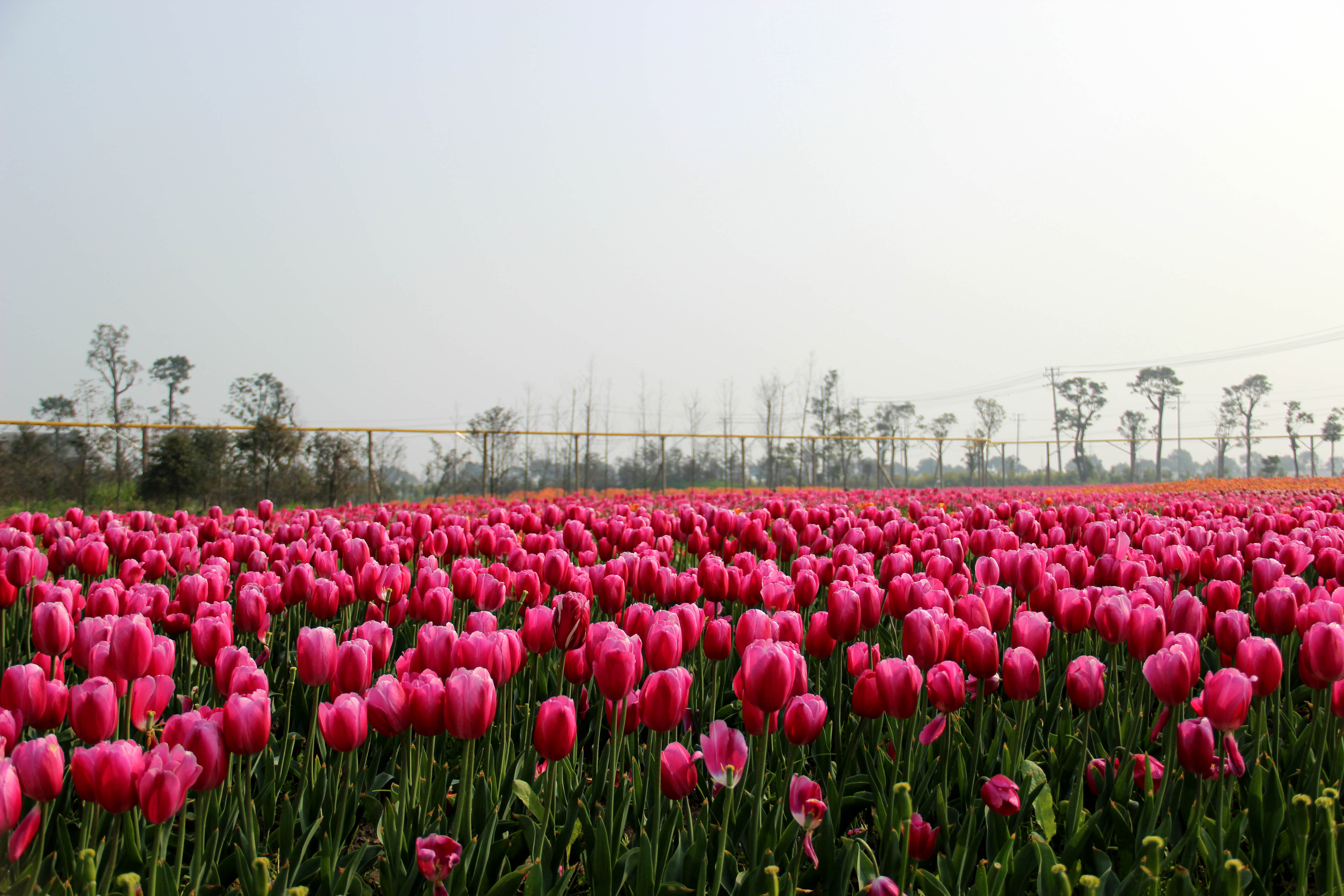 雅林现代农业园