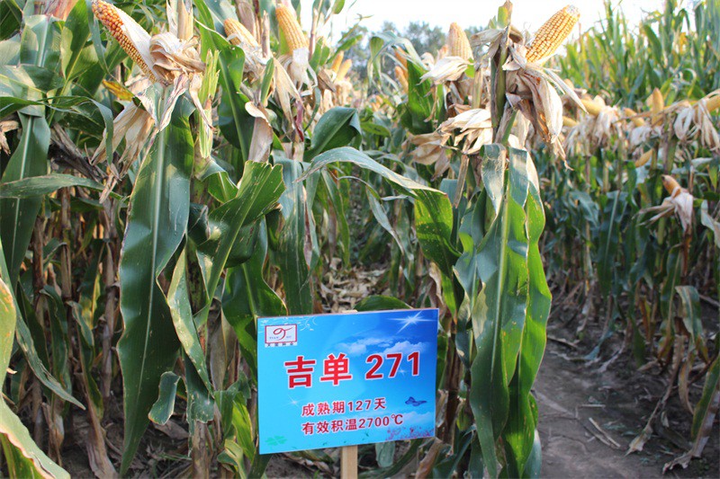  p>吉单271是吉林省2006年审定的普通玉米品种,适于吉林省玉米晚熟区