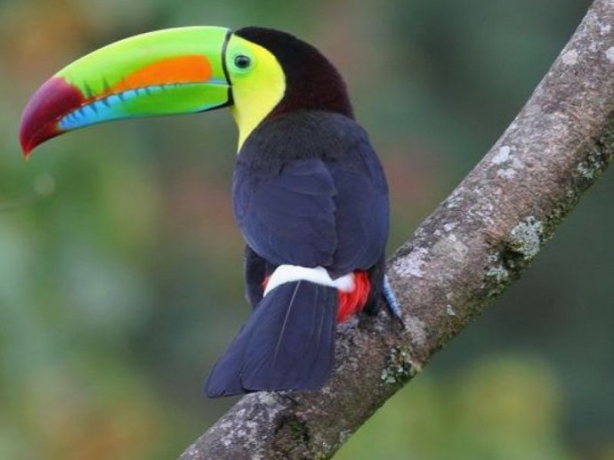 凸肋厚嘴巨嘴鸟